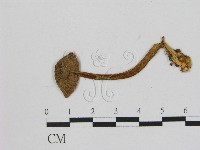 登錄號:F0004778藏品圖，第1張