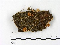 登錄號:F0004779藏品圖，第1張