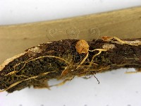 登錄號:F0004779藏品圖，第3張