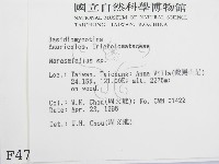 微皮傘屬藏品圖，第2張