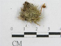 登錄號:F0004781藏品圖，第1張