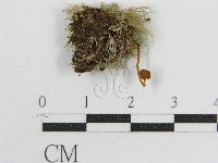 登錄號:F0004781藏品圖，第3張