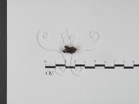 登錄號:F0004782藏品圖，第3張