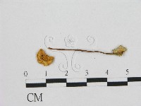 小皮傘屬藏品圖，第1張