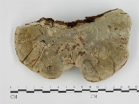 登錄號:F0004786藏品圖，第1張