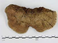 登錄號:F0004786藏品圖，第3張