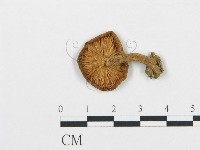 登錄號:F0004787藏品圖，第1張