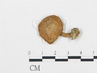 登錄號:F0004787藏品圖，第3張