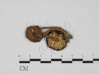 登錄號:F0004788藏品圖，第1張