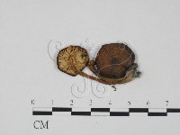 登錄號:F0004788藏品圖，第3張