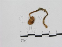 小菇屬藏品圖，第3張