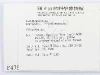 杯傘屬藏品圖，第2張