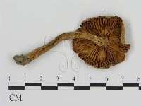 登錄號:F0004793藏品圖，第1張