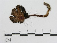 登錄號:F0004794藏品圖，第1張