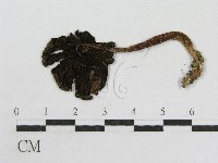 登錄號:F0004794藏品圖，第3張