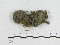 登錄號:F0004796藏品圖，第1張