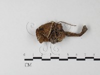 登錄號:F0004797藏品圖，第3張