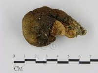 登錄號:F0004799藏品圖，第1張