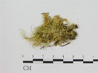 小菇屬藏品圖，第3張