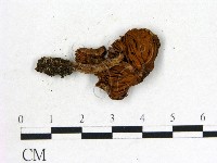 登錄號:F0004801藏品圖，第3張