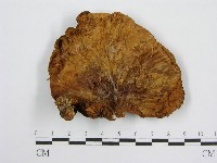 登錄號:F0004803藏品圖，第1張