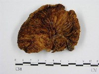 登錄號:F0004803藏品圖，第3張
