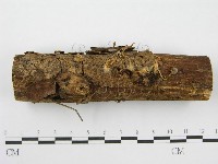 登錄號:F0004806藏品圖，第1張