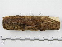登錄號:F0004806藏品圖，第4張