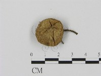 登錄號:F0004808藏品圖，第1張