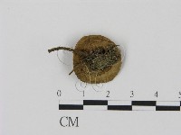 登錄號:F0004808藏品圖，第3張
