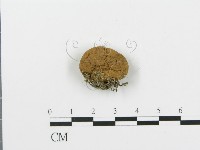 登錄號:F0004809藏品圖，第3張