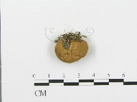 登錄號:F0004809藏品圖，第1張