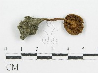 登錄號:F0004810藏品圖，第1張