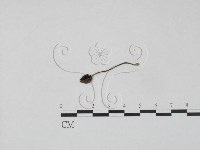 登錄號:F0004811藏品圖，第1張