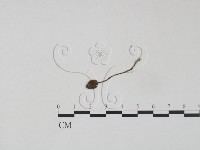 登錄號:F0004811藏品圖，第3張