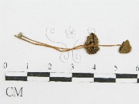 登錄號:F0004812藏品圖，第1張