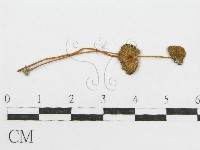 登錄號:F0004812藏品圖，第3張