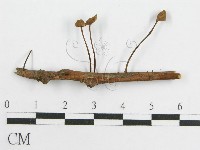 登錄號:F0004818藏品圖，第1張
