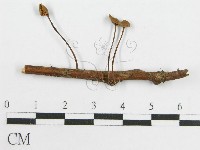 登錄號:F0004818藏品圖，第3張