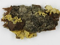 登錄號:F0004819藏品圖，第4張