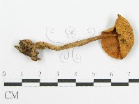 登錄號:F0004820藏品圖，第1張