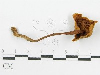登錄號:F0004821藏品圖，第1張