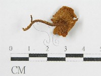 登錄號:F0004821藏品圖，第4張