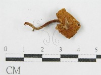 登錄號:F0004821藏品圖，第5張