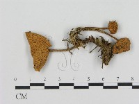 登錄號:F0004822藏品圖，第1張