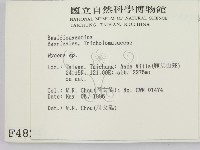 小菇屬藏品圖，第2張