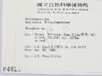 小皮傘屬藏品圖，第2張