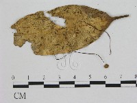 小皮傘屬藏品圖，第3張