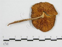 登錄號:F0004828藏品圖，第3張