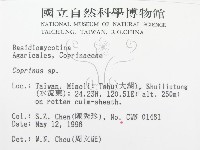 鬼傘屬藏品圖，第2張